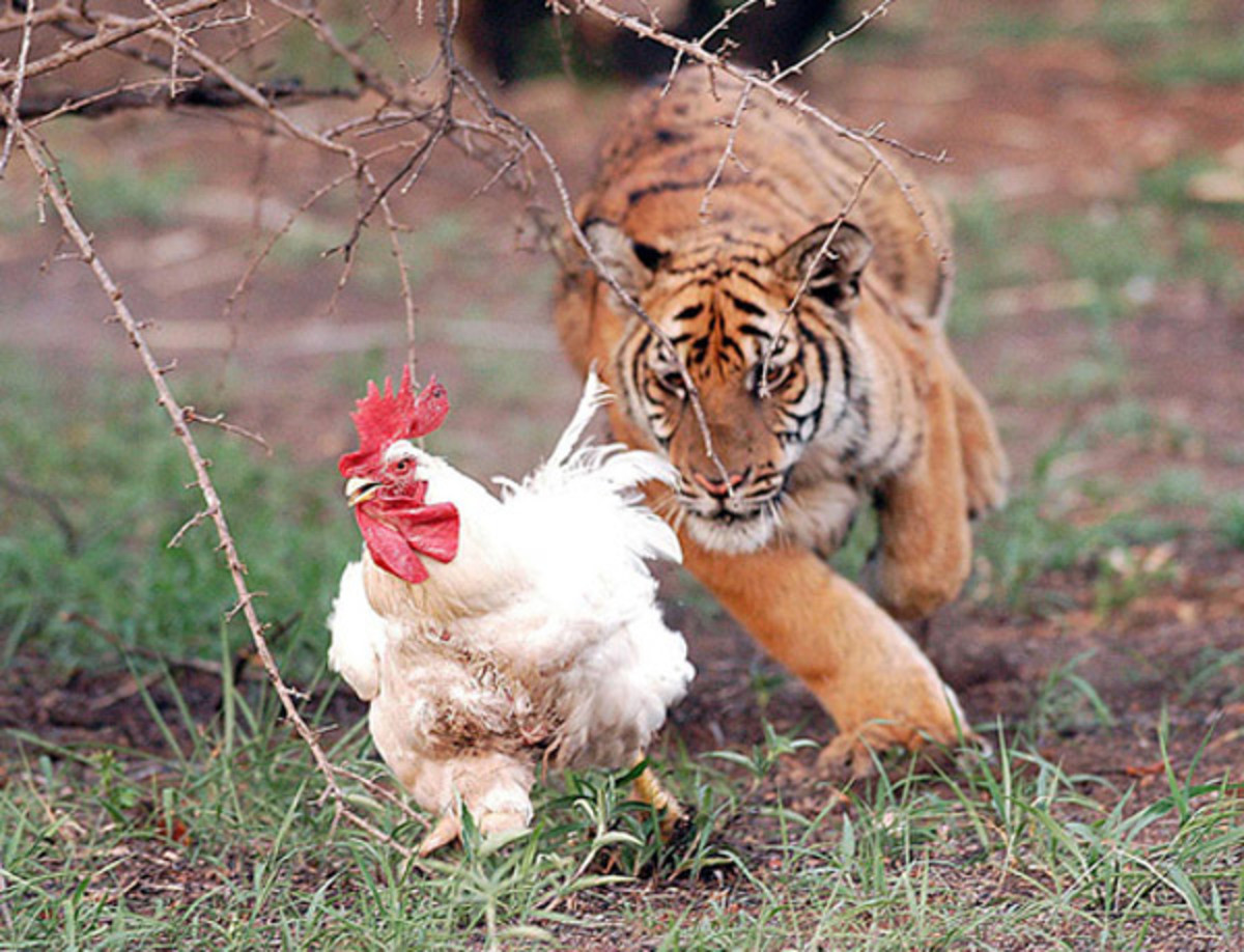 Тигр и курица